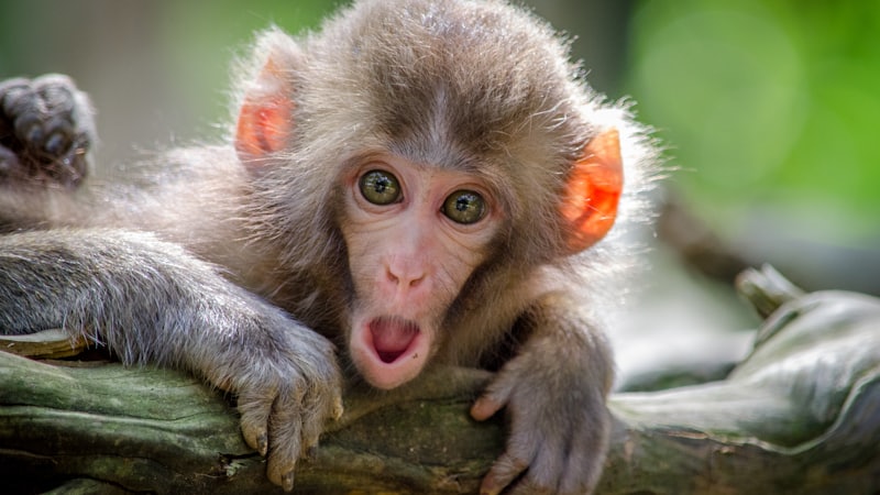 Primates: Our Closest Relatives in the Animal Kingdom