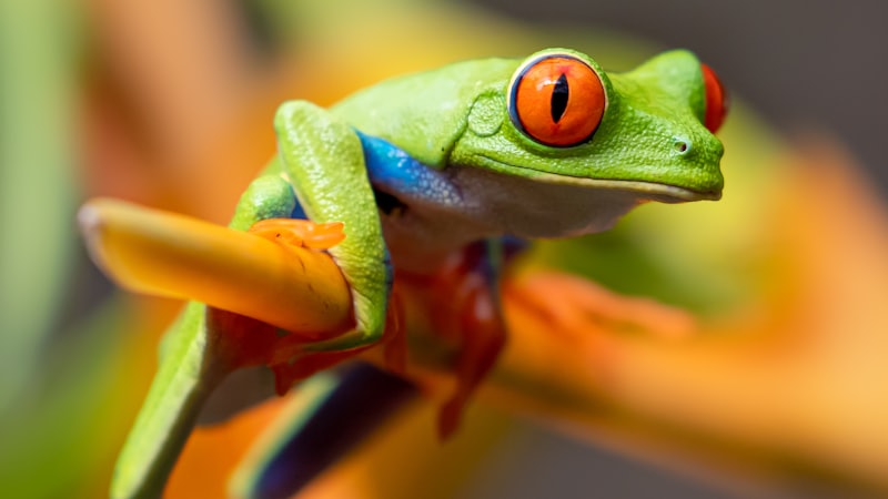 Salamanders and Newts: The Masters of Regeneration