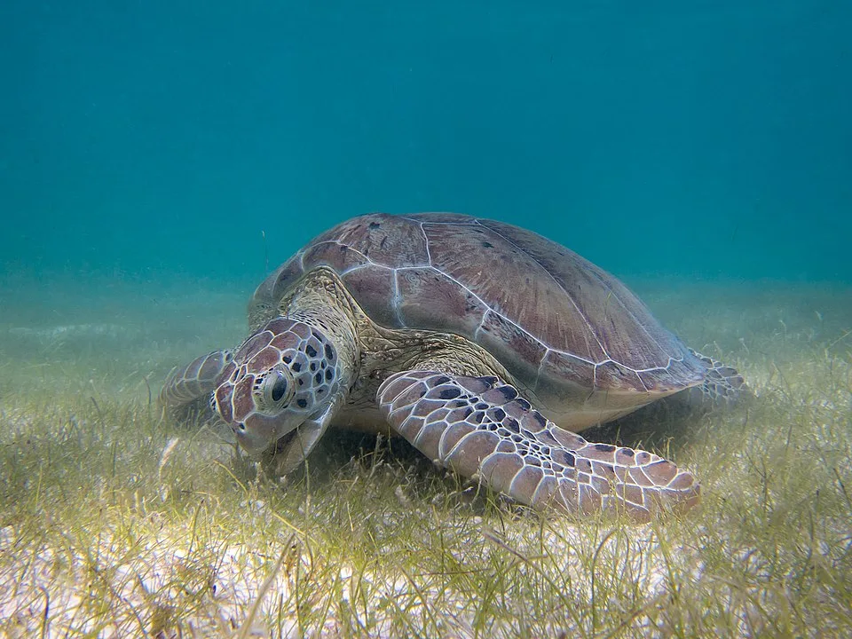Sea Turtles: Ancient Navigators of the Ocean