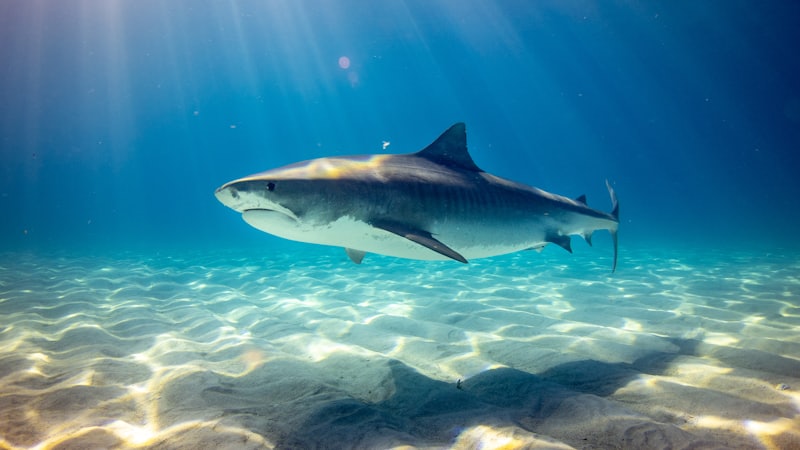 Sharks: The Ocean's Most Misunderstood Predators