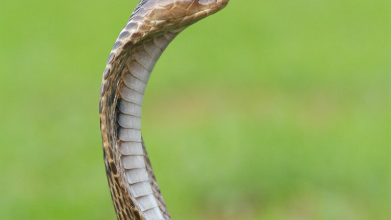 Snakes: The Most Feared and Misunderstood Reptiles on Earth