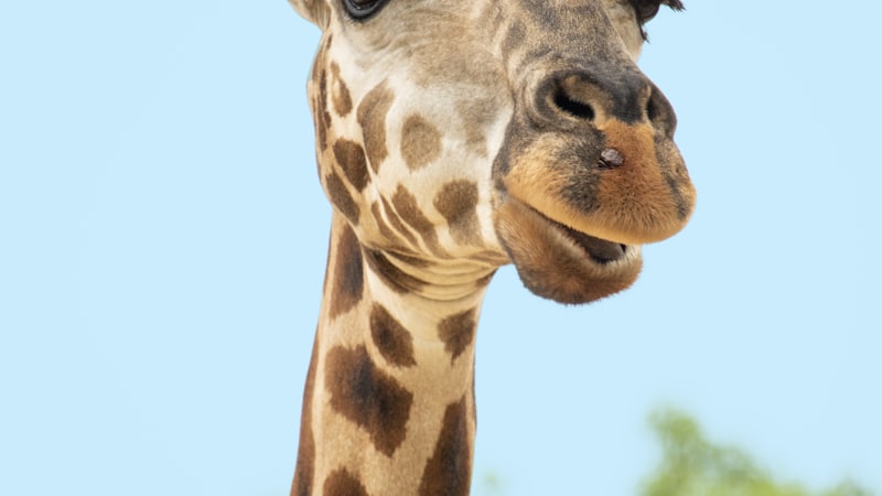 Ungulates: The Hoofed Animals That Shaped the World