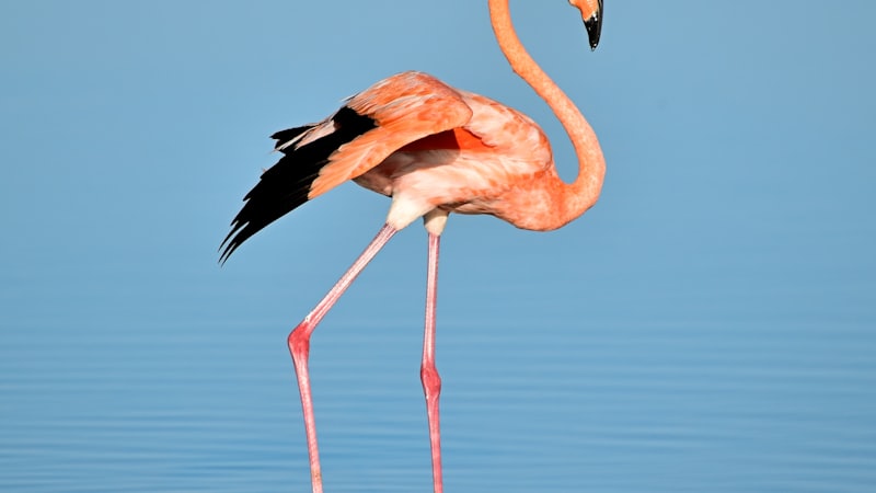 Waterbirds: Flamingos, Herons, and the Masters of Wetlands -- Pelicans, Storks, Cranes, and the Birds That Shape Our Shores