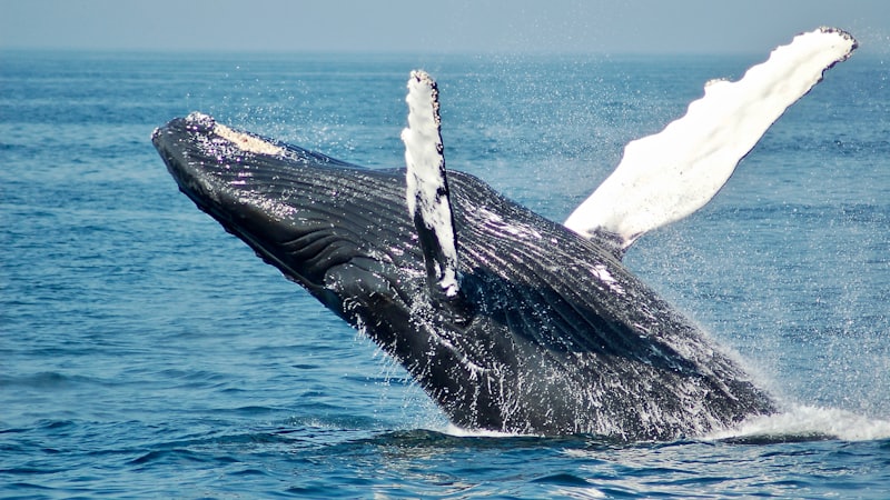 Whales and Dolphins: The Singing Giants of the Deep -- Cetacean Intelligence, Culture, and the Fight to Save Earth's Ocean Titans