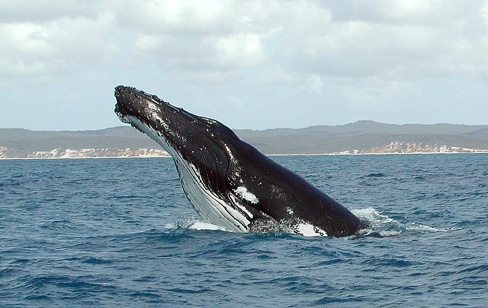 Blue Whale Size Comparisons Explained