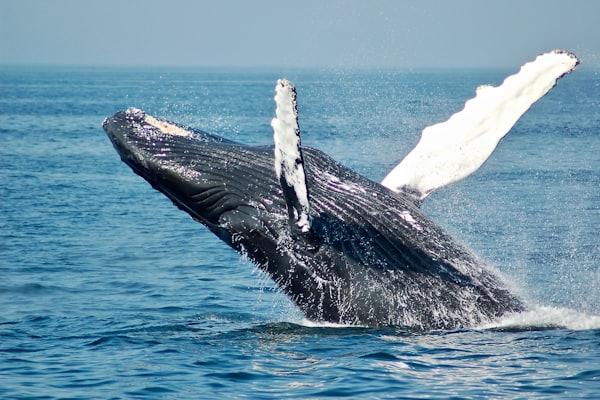 Whale breaching