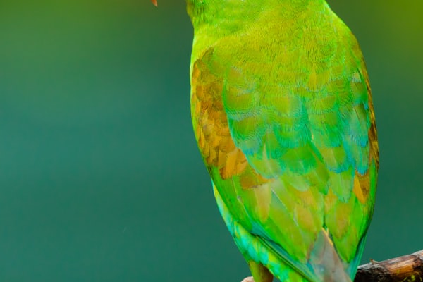 Colorful parrot